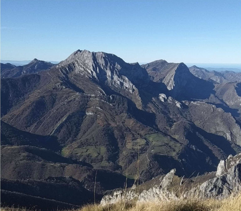Collau Zorro